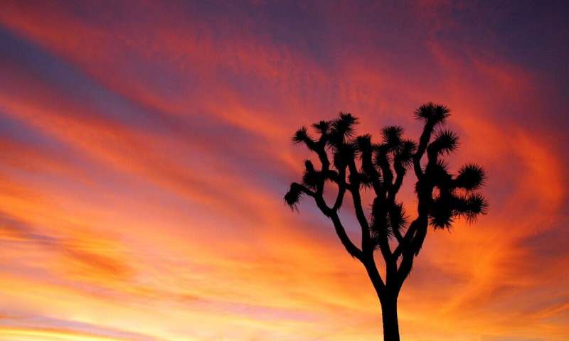 California grants western Joshua trees temporary endangered species protections