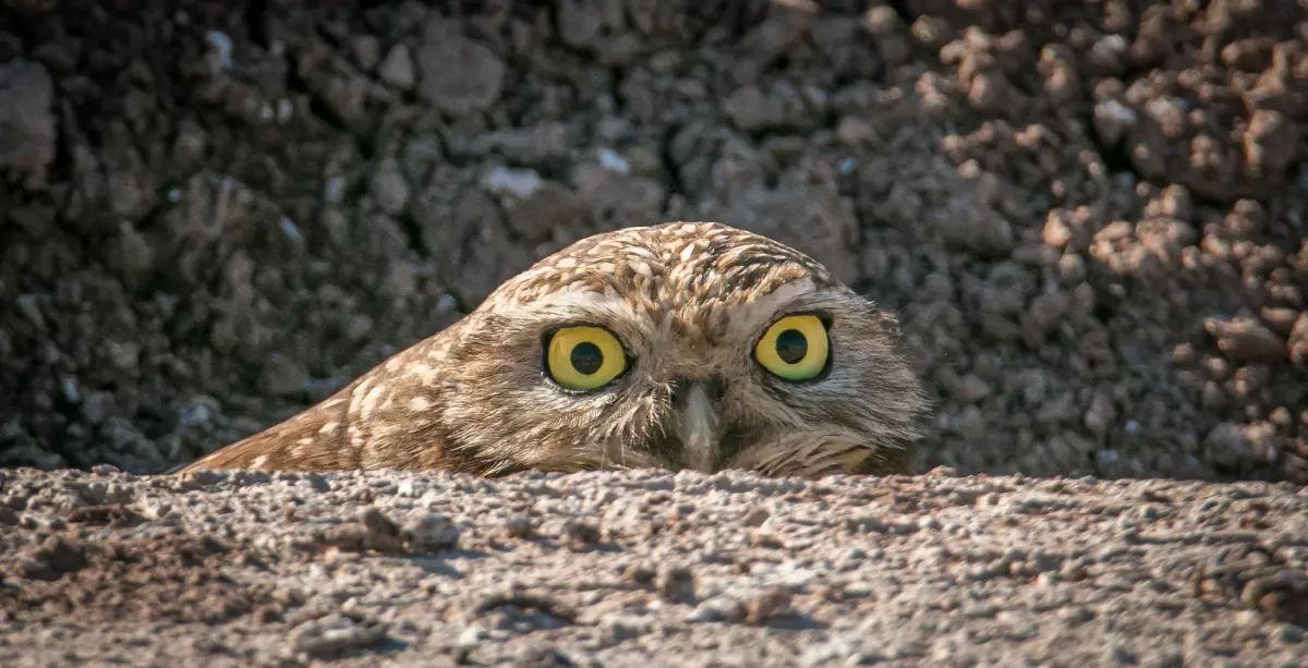 Boiling Point: Burrowing owls and solar farms will need to coexist